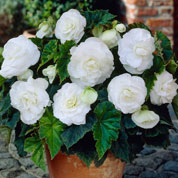 Begonia Doble blanca